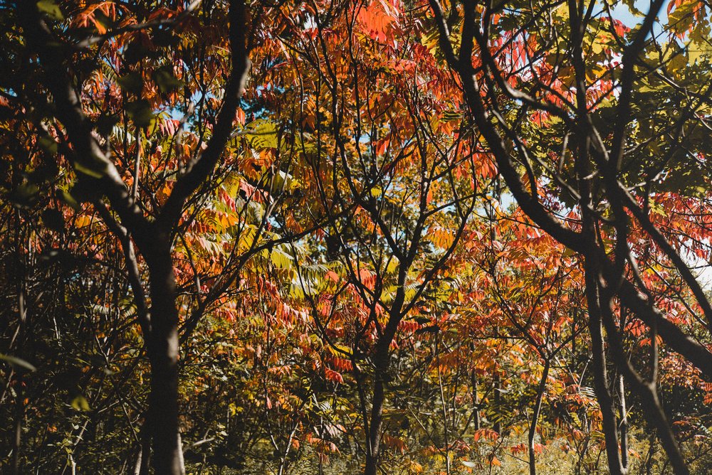 Close-up of tree branches and leaves with autumn colors, showing red, orange, yellow, and green foliage under a clear blue sky.